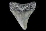 Juvenile Megalodon Tooth - Georgia #75344-1